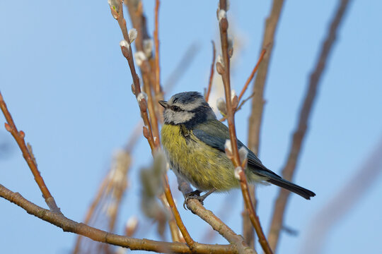 m&eacute;sange bleue - cyanistes caeruleus