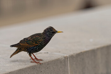 Étourneau sansonnet - Sturnus vulgaris Linnaeus