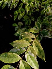 Fototapeta premium leaves in the ground 