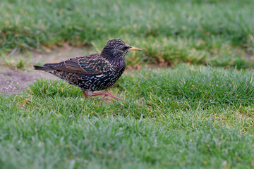 Étourneau sansonnet - Sturnus vulgaris Linnaeus