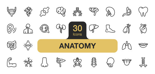 Set of 30 Anatomy icon element sets. Includes lungs, teeth, trachea, muscle, nerves, eyeballs, nose, mouth, and More. Outline icons vector collection.