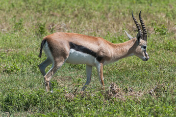 Naklejka na ściany i meble Thomson's gazelle (Eudorcas thomsonii) in Ngorongoro conservation area (crater), Tanzania