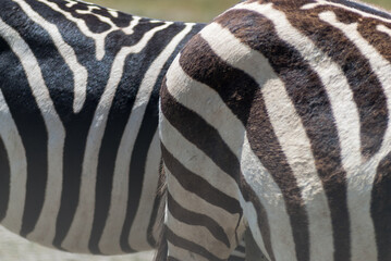 Grévy's zebras (Equus grevyi) in Ngorongoro conservation area (crater), Tanzania