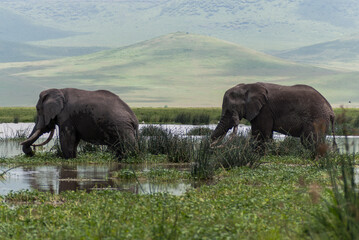 Naklejka na ściany i meble Elephants (Loxodonta africana) in Ngorongoro conservation area (crater), Tanzania