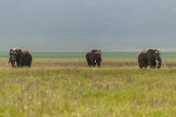 Elephants (Loxodonta africana) in Ngorongoro conservation area (crater), Tanzania