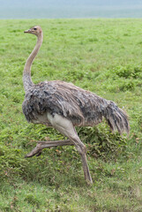 Female ostrich (Struthio camelus) in Ngorongoro conservation area (crater), Tanzania