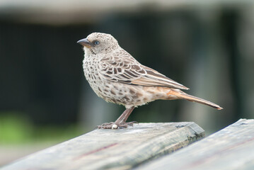 The rufous-tailed weaver (Histurgops ruficauda) in Ngorongoro conservation area (crater), Tanzania