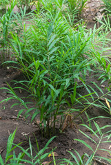 GInger plant (Zingiber officinale) in a village spice farm in Zanzibar, Tanzania.
