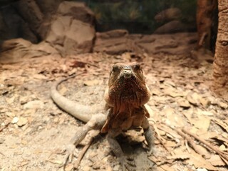 Animal perched on rocks gazes into the distance in Sydney, Australia