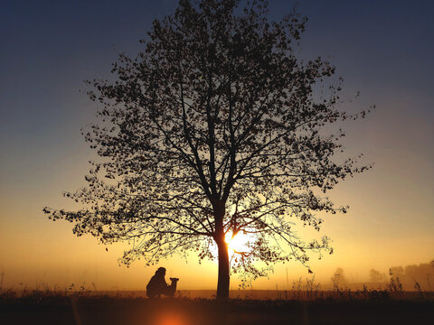 silhouette of a person with a tree