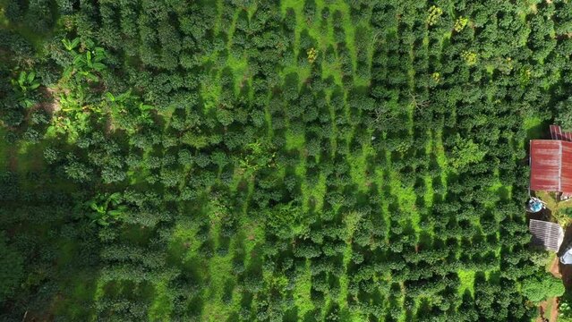 Aerial coffee plantation top view of Coffee tree on sunny day in farm agriculture area chiang mai pha daeng Thailand, แoffee garden. agricultural concept, 4k Video
