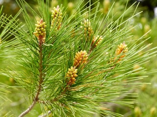 Close up of pine anthers on a branch of Aleppo pine,  Jerusalem pine (Pinus halepensis), Spain