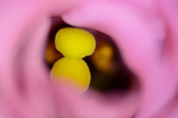 close up of a flower