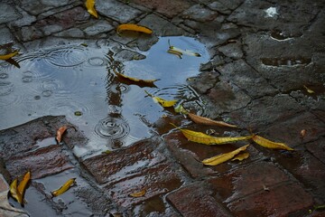 Piso de ladrillos con hojas y charco de lluvia.
