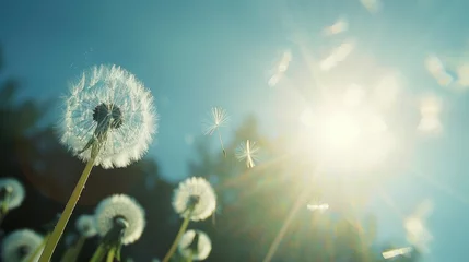 Foto op Plexiglas Beautiful dandelion and flying seeds against blue sky on sunny day © inna717