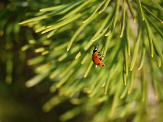 Close up photo of a ladybug on pine needles