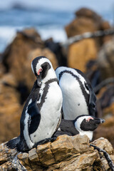 Fototapeta premium African penguins (Brilpikkewyn) (Spheniscus demersus) at Stony Point Nature Reserve in Betty’s Bay, Western Cape, South Africa
