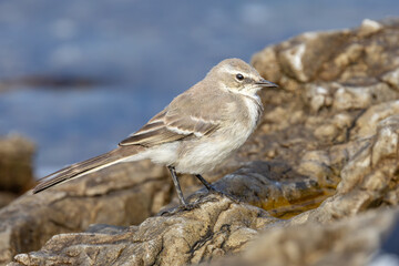 Cape Wagtail (Gewone Kwikkie) (Motacilla capensis) at Stony Point Nature Reserve in Betty’s Bay, Western Cape, South Africa