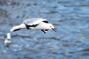 Hartlaub’s Gull (Chroicocephalus hartlaubii) at Stony Point Nature Reserve in Betty’s Bay, Western Cape, South Africa