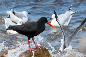 African Oystercatcher (Swarttobie) (Hematopus moquini) at Stony Point Nature Reserve in Betty’s...