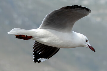 Hartlaub’s Gull (Chroicocephalus hartlaubii) at Stony Point Nature Reserve in Betty’s Bay,...