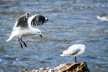 Hartlaub’s Gull (Chroicocephalus hartlaubii) at Stony Point Nature Reserve in Betty’s Bay, Western Cape, South Africa