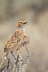 Spike-heeled lark (Vlaktelewerik) (Chersomanes albofasciata) in the Karoo National Park, Western Cape, South Africa