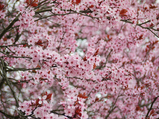 Pink cherry (sakura) blossom in spring