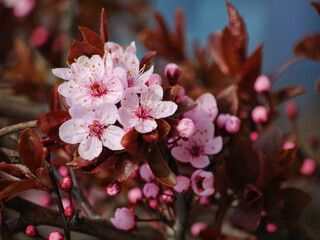 Pink cherry (sakura) blossom in spring