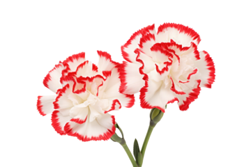 Beautiful carnation isolated on white