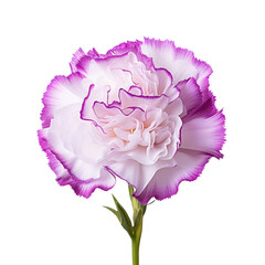 Beautiful carnation isolated on white