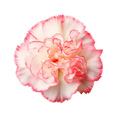 Beautiful carnation isolated on white