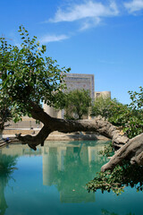 Mulberry trees at Lab-i Hauz, Khanqah of Nadir Divan-begi, Bukhara