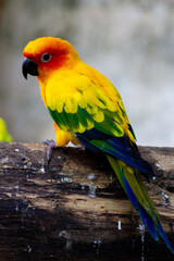 Closeup shot of a parrot sitting on a branch.