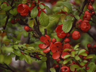 Orange flowers of Japanese quince bush
