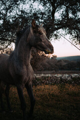 Fototapeta premium Caballo en el campo.