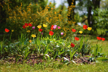 Colorful tulips bloom on a sunny spring day