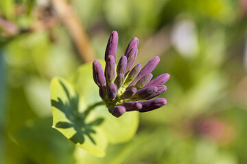 A close-up of a violet flower bud against a blurred background of green foliage on a sunny summer day