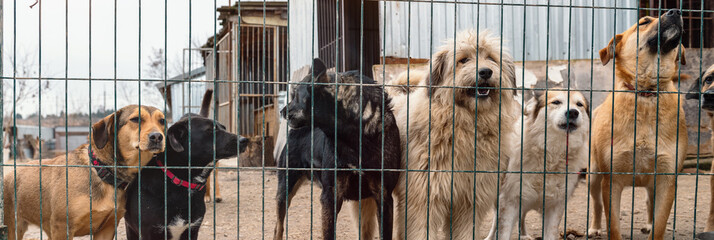 Dogs in animal shelter waiting for adoption. Close-up of a determined dogs