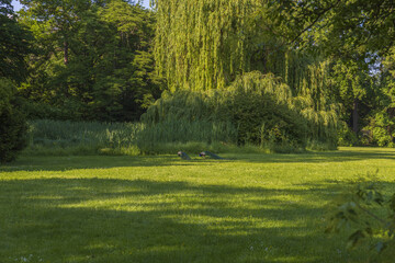 A male peacocks walk on a park lawn on a sunny summer day