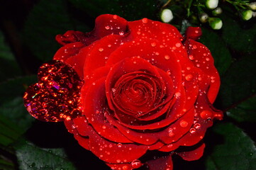 red rose with water droplets