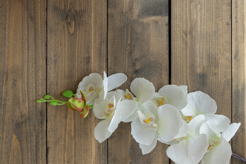 top view of white orchid on wooden background. artificial white flower. copy space. soft focus....