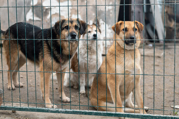 Dogs in animal shelter waiting for adoption. Close-up of a determined dogs