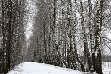 Cloudy day of the beginning of march. The dirt road leaving afar is covered with snow. High birches...