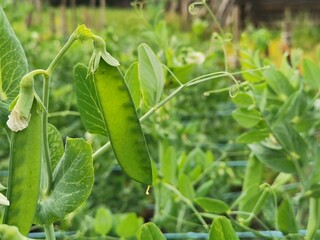 Fresh peas growing in a garden