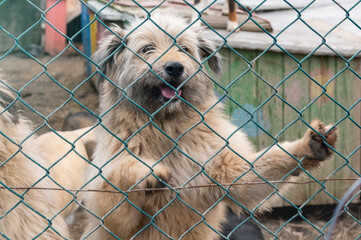 Dog in animal shelter waiting for adoption. Canine behind bars. Dogs gaze through a metal fence