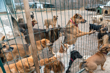 Dogs in animal shelter waiting for adoption. Close-up of a determined dogs