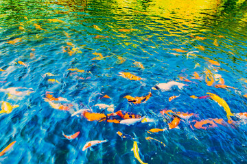 Fototapeta na wymiar Group of colorful koi fish in the clear and clean water at Nakhon Sawan Province