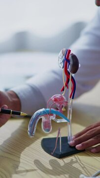 Vertical footage of doctor explaining each part of male Reproductive system and Scrotum, penis to patient and medical student in hospital