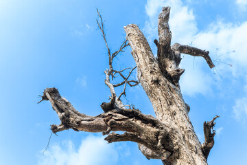 Skyward View of Old Dead Tree Amidst Forest, Nature's Aging Sculpture with Branches Reaching into the Blue Sky